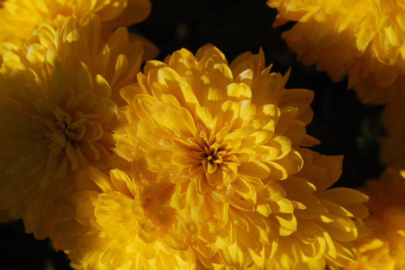 Yellow chrysanthemums in sunlight