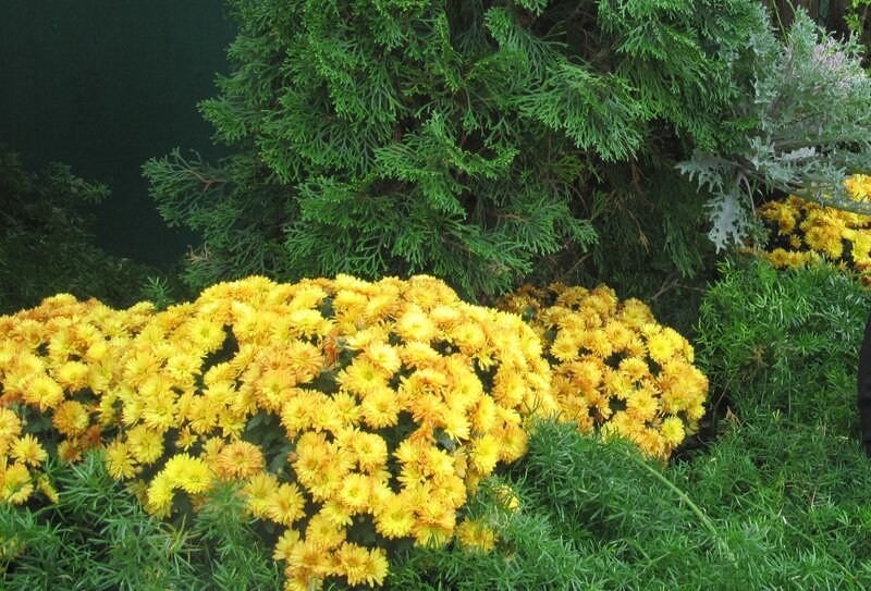 Yellow Chrysanthemums