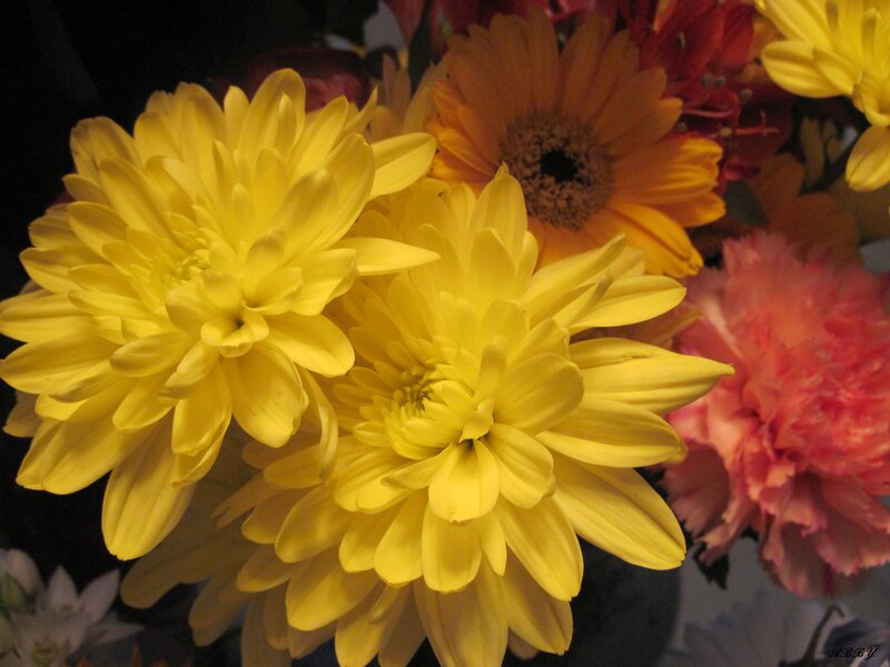 Yellow Chrysanthemums — Vibrant