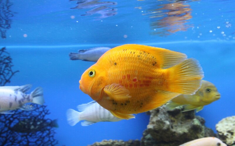 Yellow Cichlid Fish — Blue