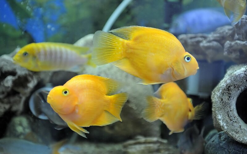 Yellow Cichlid Fish — Calm