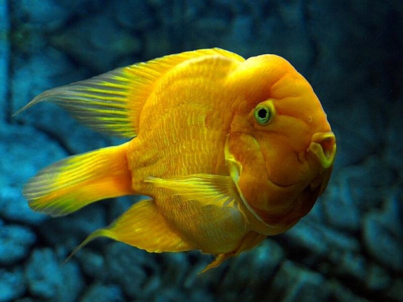 Yellow Cichlid Fish
