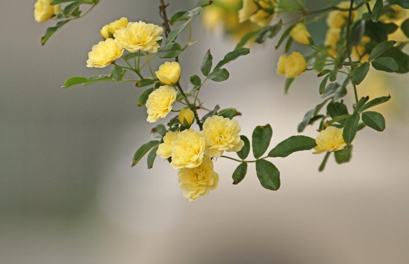 Yellow Climbing Roses — Calm