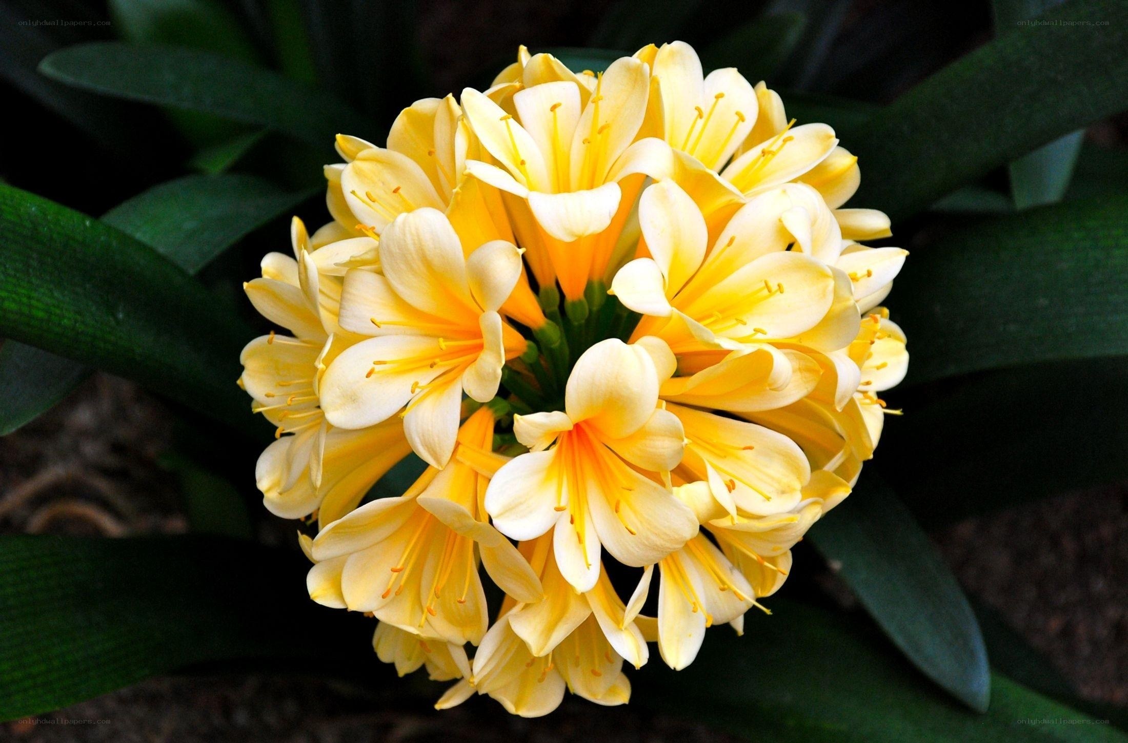 yellow clivia flower cluster