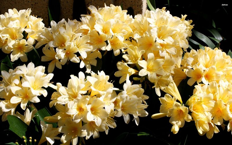 Yellow Clivia Flowers — Bright