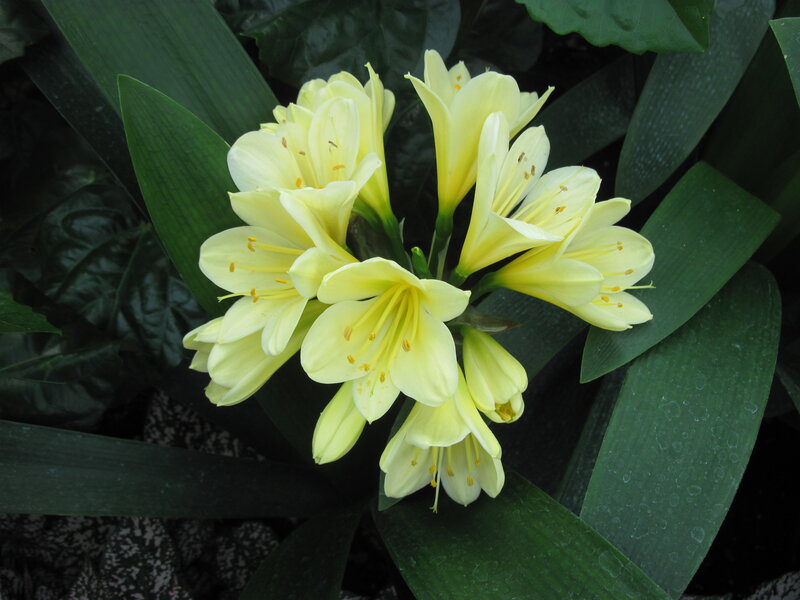 Yellow Clivia Flowers — Calm, Photograph, Green Leaves