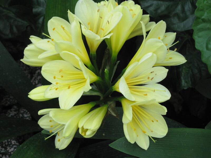 Yellow Clivia Flowers — Calm, Photograph, Leaves