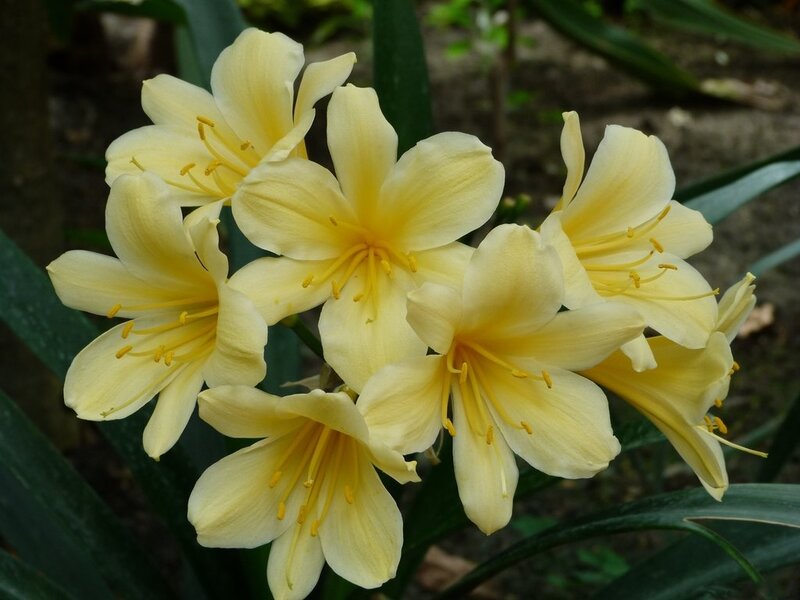 Yellow Clivia Flowers — Calm, Photograph