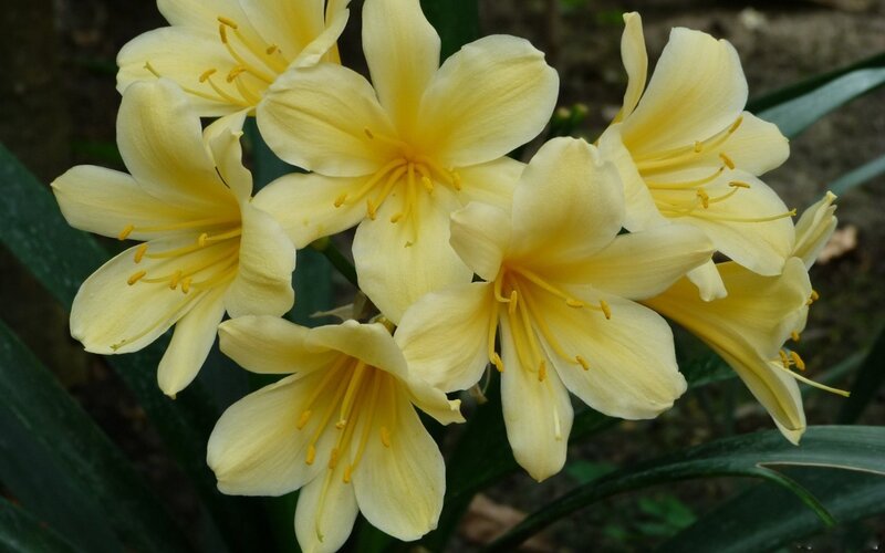 Yellow Clivia Flowers — Calm