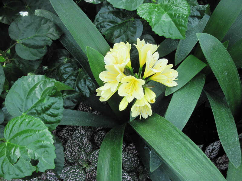 Yellow Clivia Flowers — Green