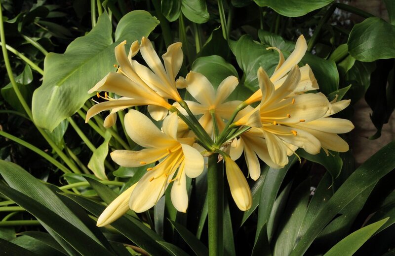 Yellow Clivia Flowers — Natural, Afternoon