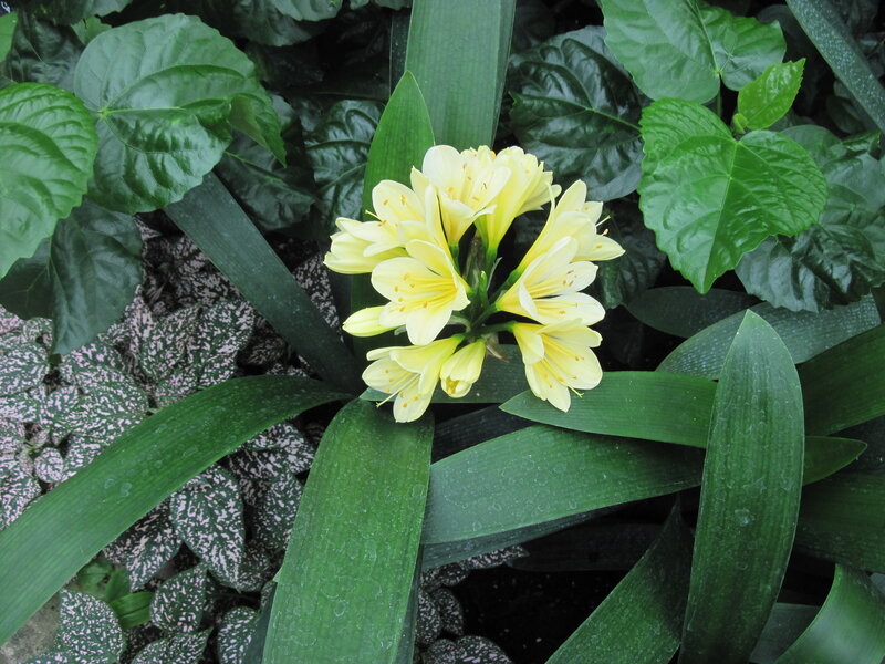 Yellow Clivia Flowers — Natural