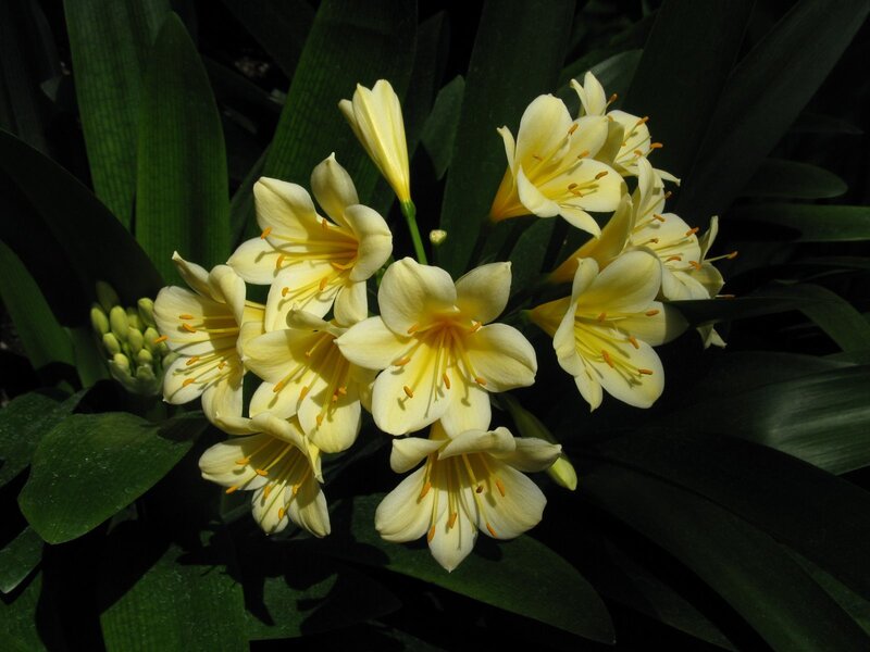 Yellow Clivia Flowers