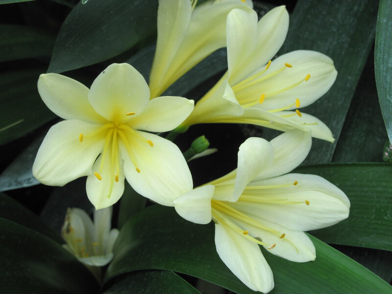 Yellow Clivia Flowers — White