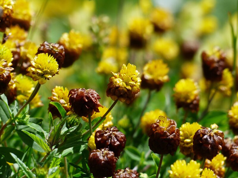 Yellow Clover Flowers — Natural