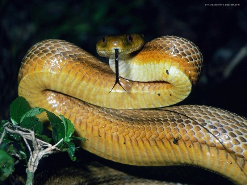 Yellow Cobra Snake — Alert