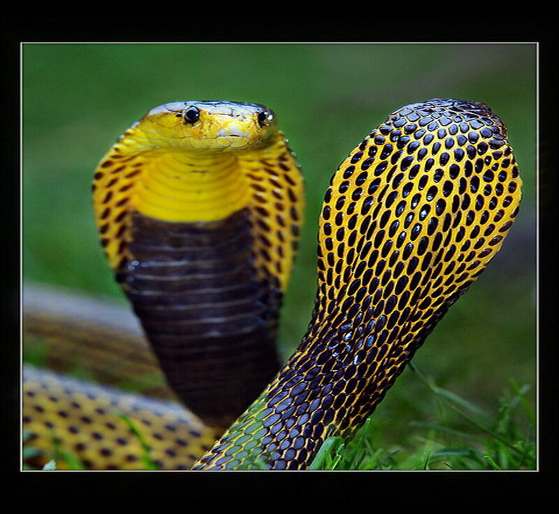 Yellow Cobra Snake — Dramatic