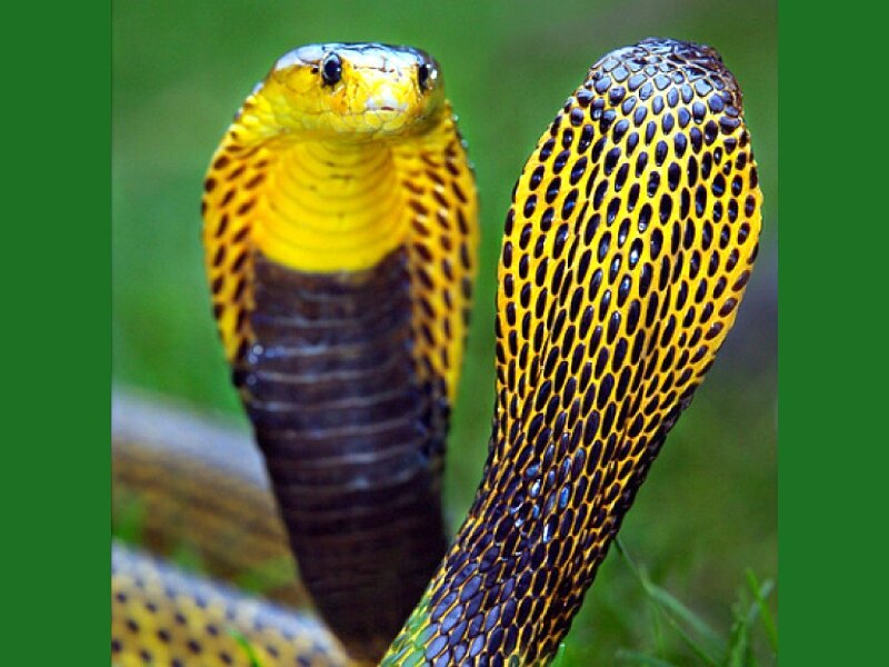 Yellow Cobra Snake
