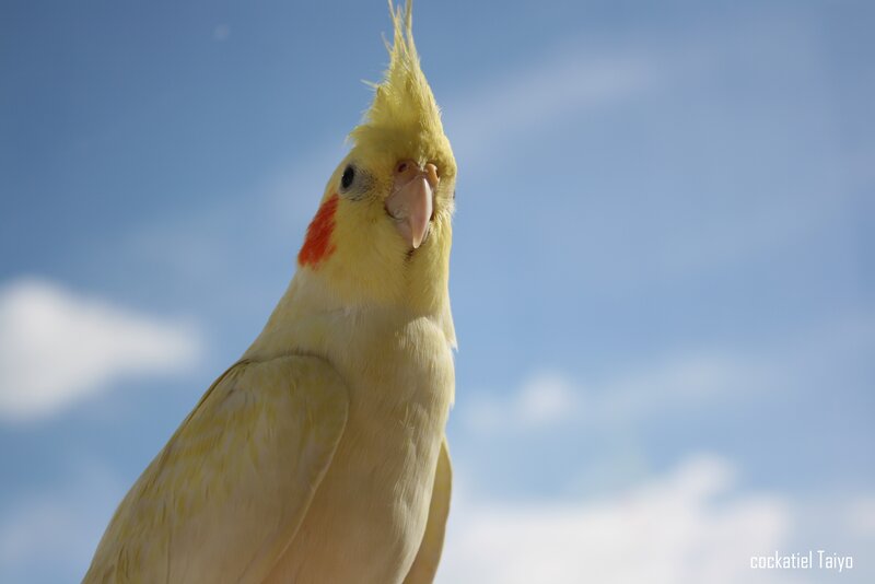 Yellow Cockatiel Bird — Blue