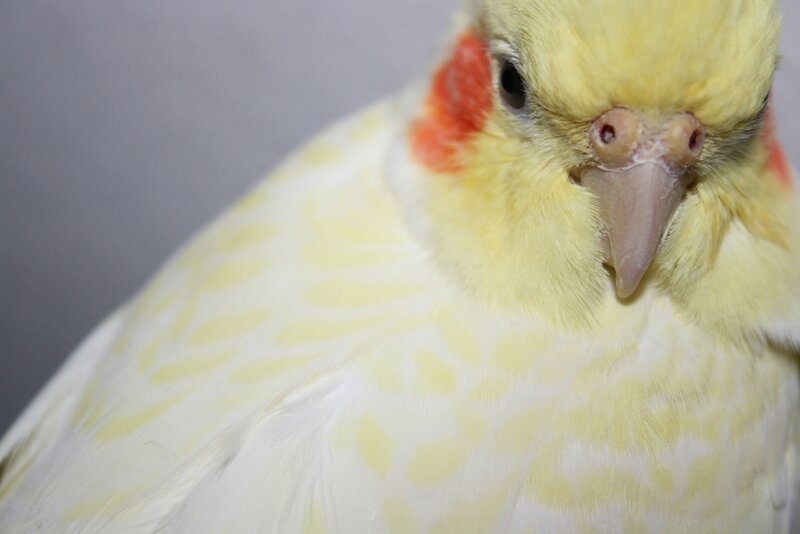 Yellow Cockatiel Bird — Calm