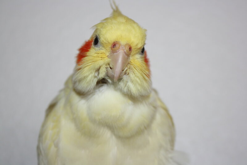 Yellow Cockatiel Bird — Neutral