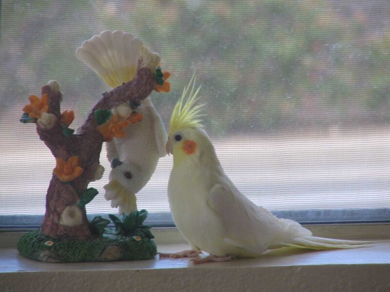 Yellow Cockatiel Bird