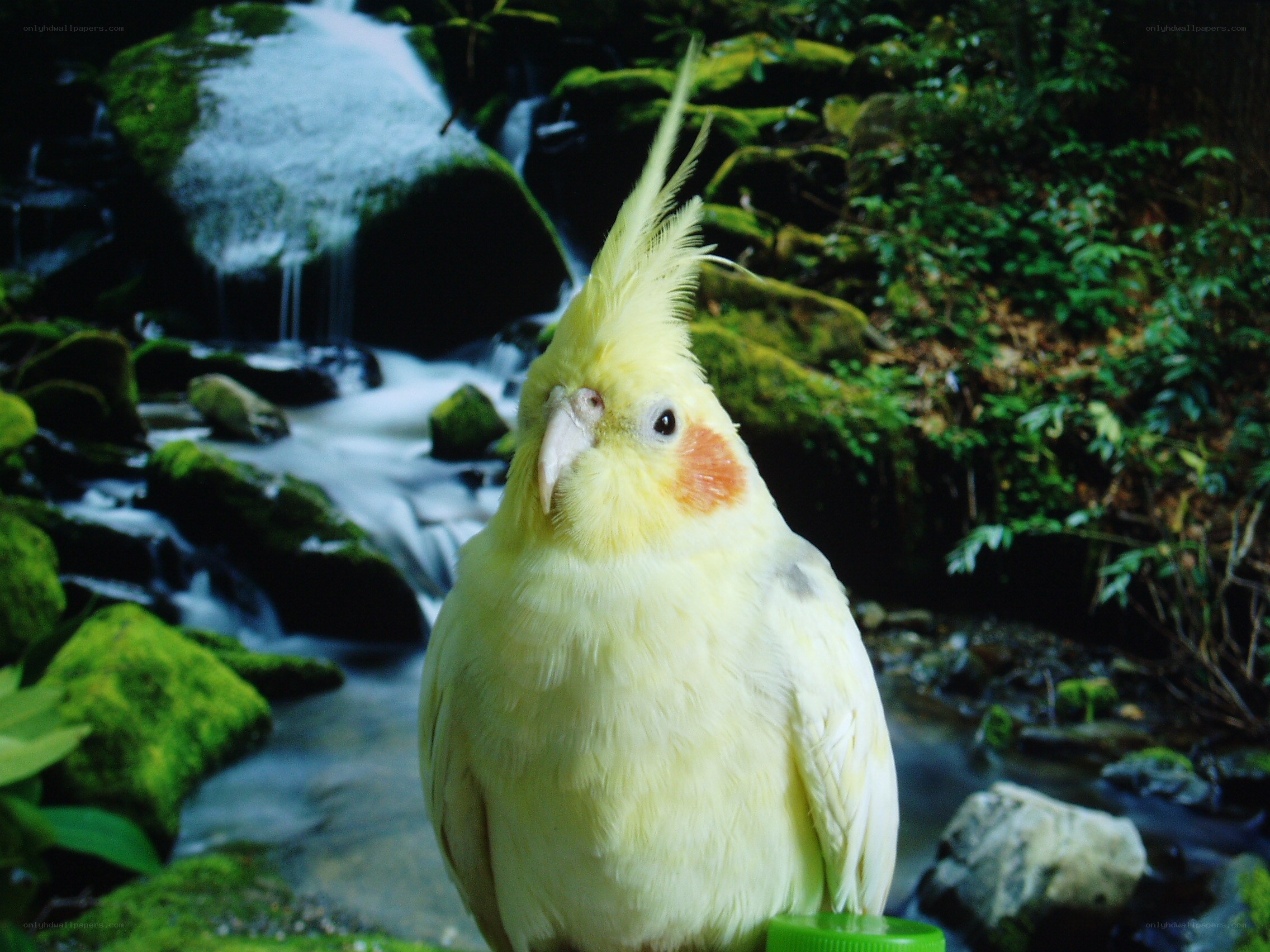 Yellow cockatiel by a stream