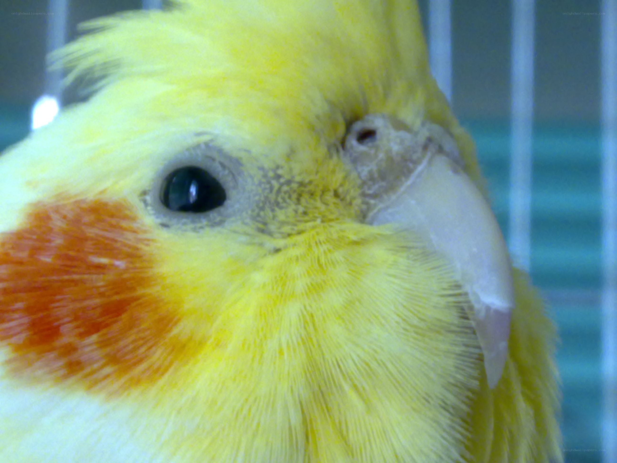 yellow cockatiel in cage