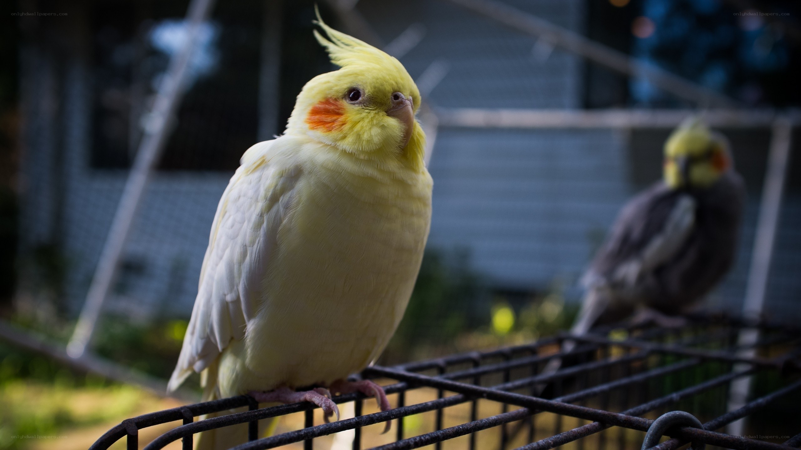 Yellow cockatiel on a cage