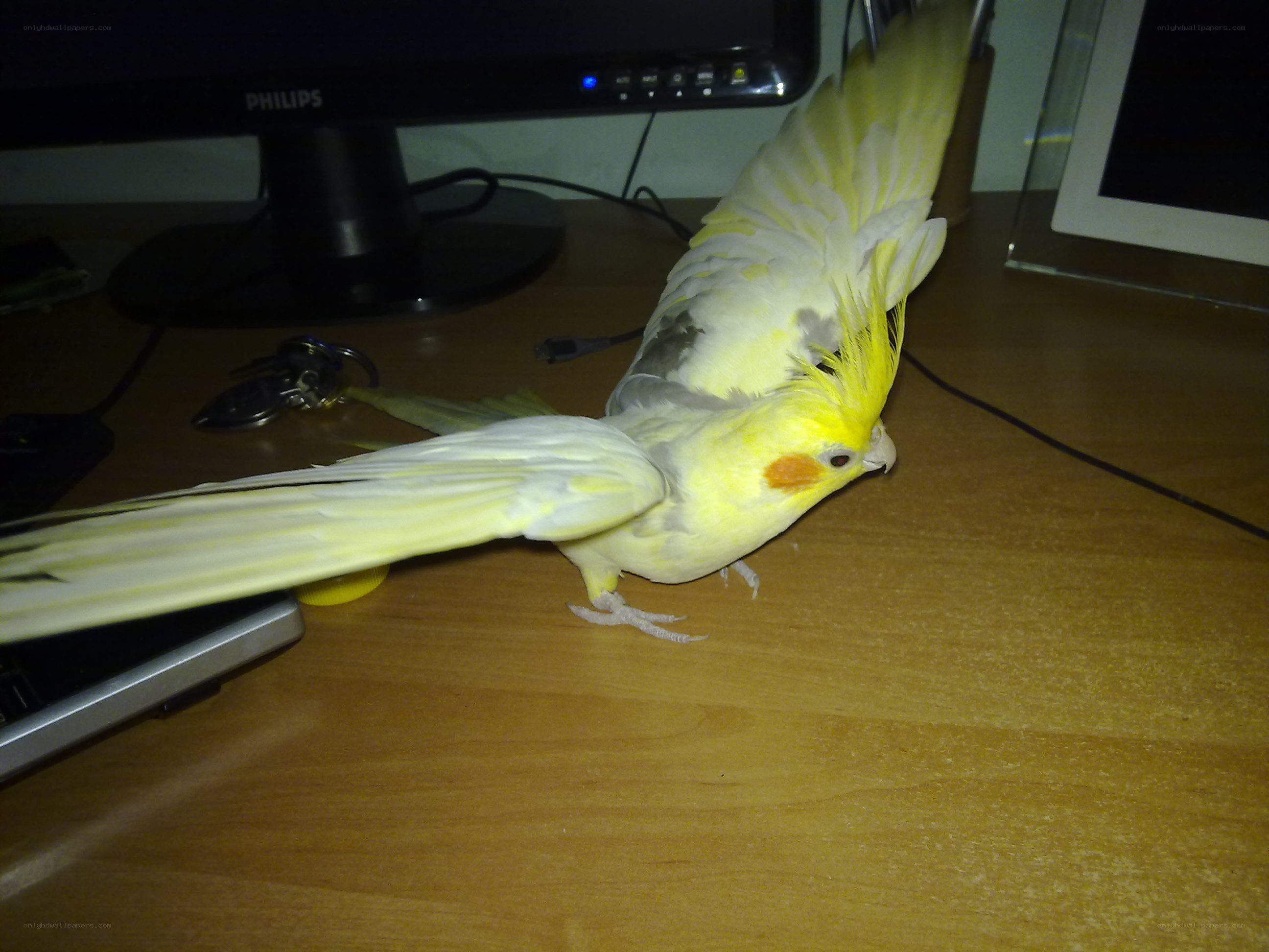 yellow cockatiel on desk