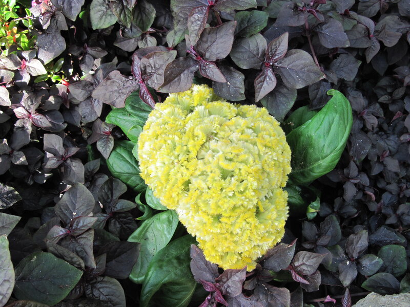 Yellow Cockscomb Flower
