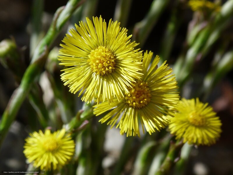 Yellow Coltsfoot Flowers — Natural