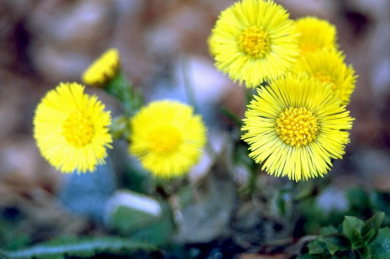 Yellow Coltsfoot Flowers