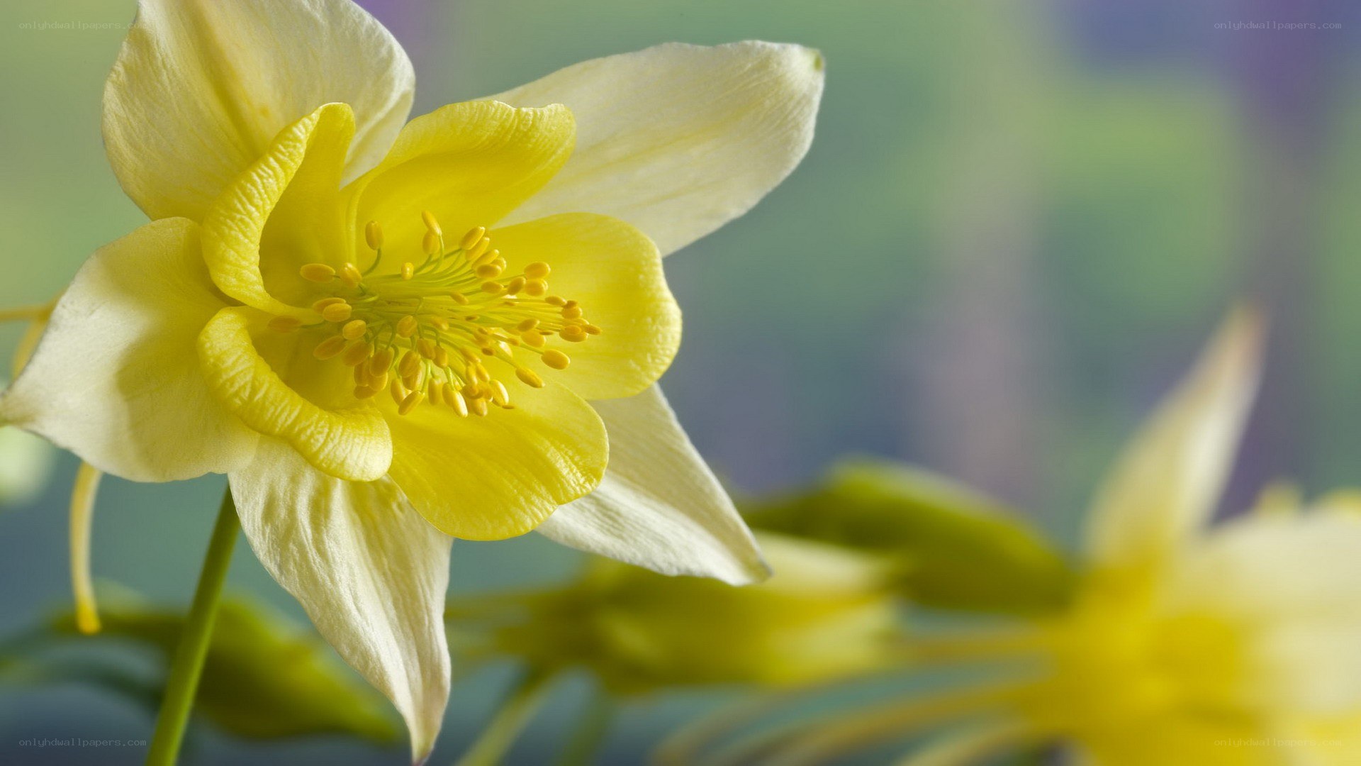 yellow columbine flower
