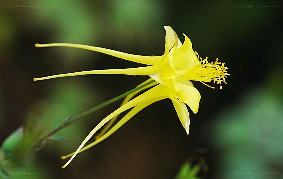 yellow columbine flower