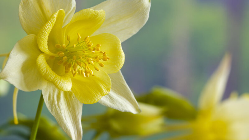 Yellow Columbine Flower — Calm