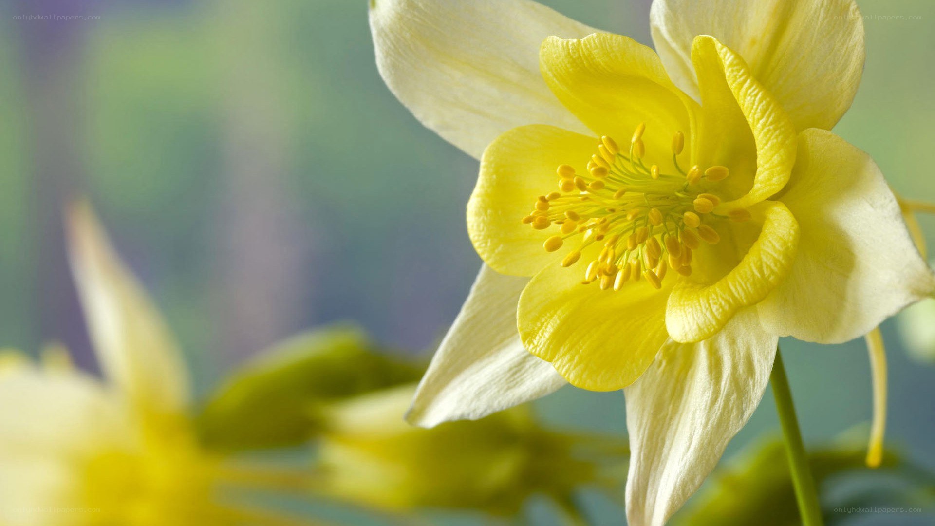 Yellow columbine flower close-up