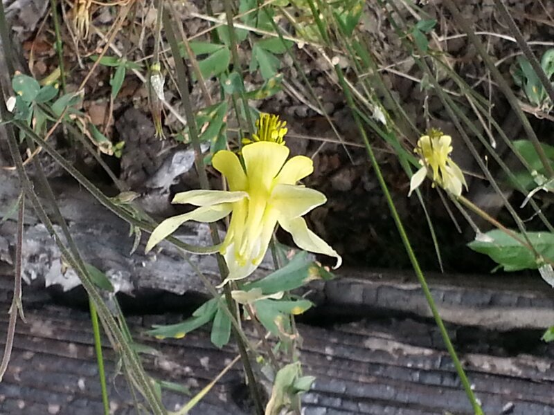 Yellow Columbine Flower — Natural
