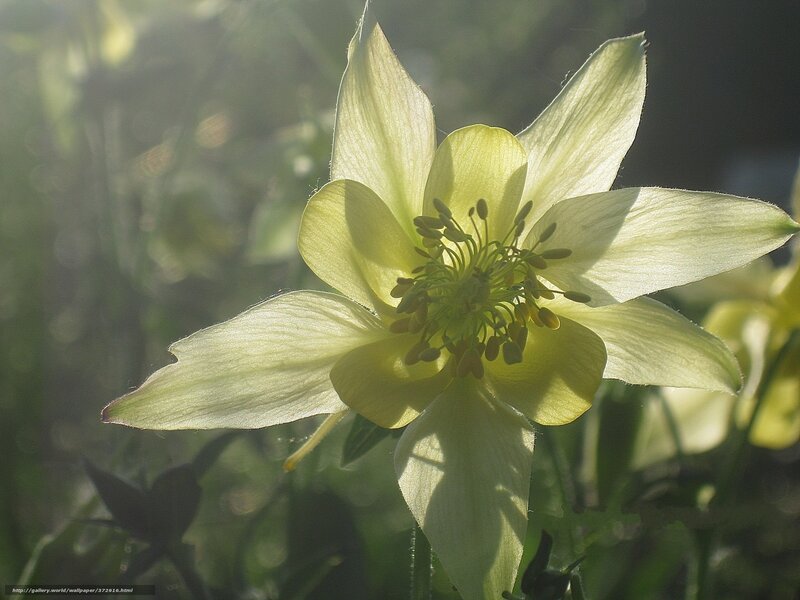 Yellow Columbine Flower — Serene, Morning