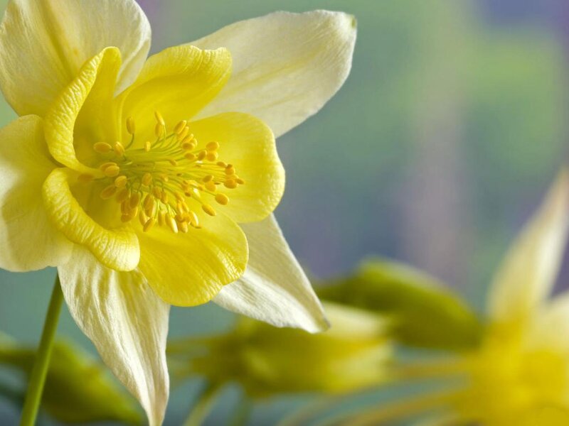 Yellow Columbine Flower — Serene, Spring