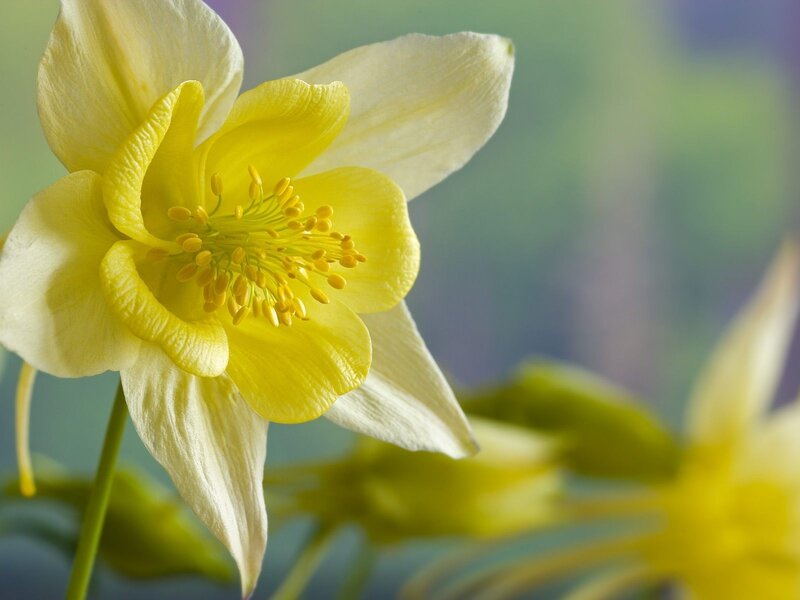 Yellow Columbine Flower — Serene