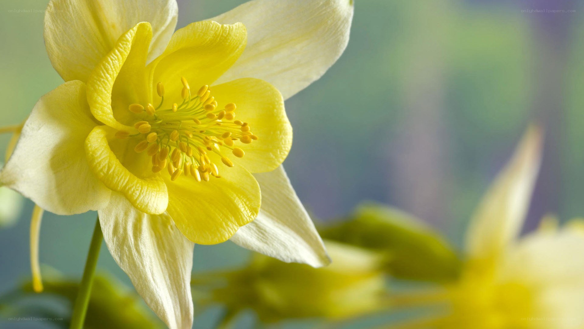 yellow columbine flower