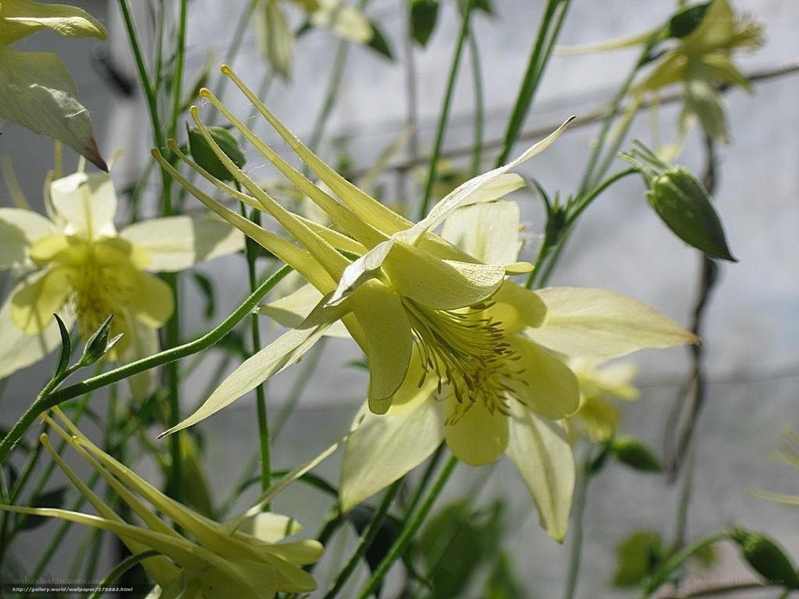 Yellow columbine flowers in bloom