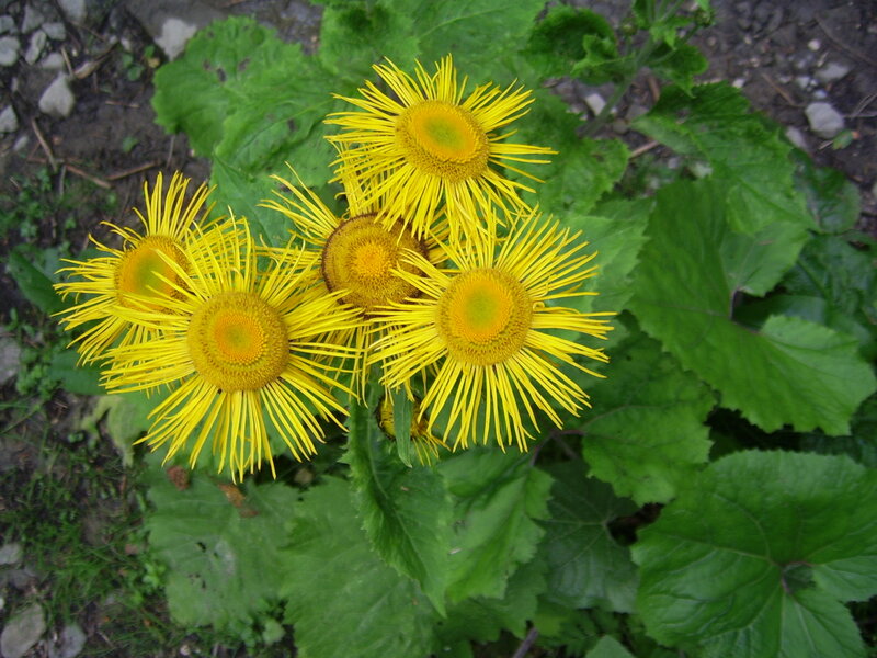 Yellow Composite Flowers — Natural, Summer