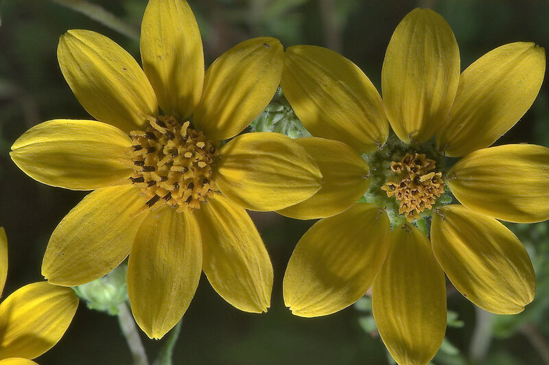 Yellow Composite Flowers — Natural