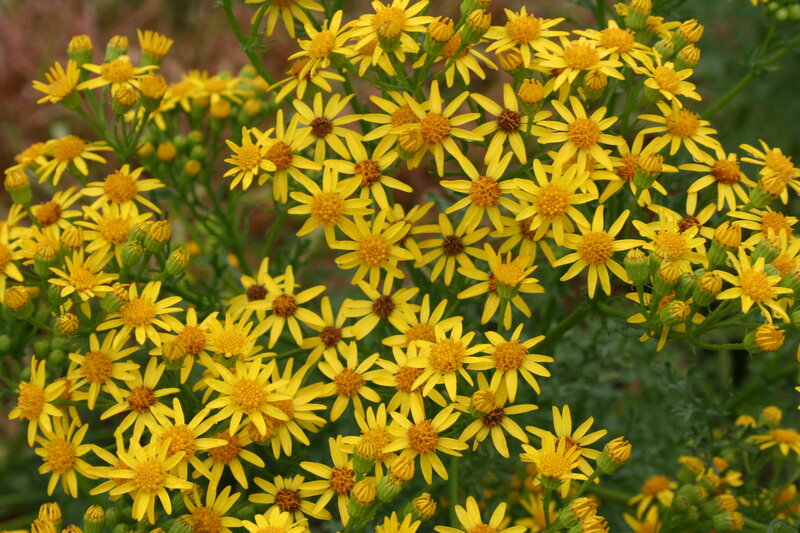 Yellow Composite Flowers