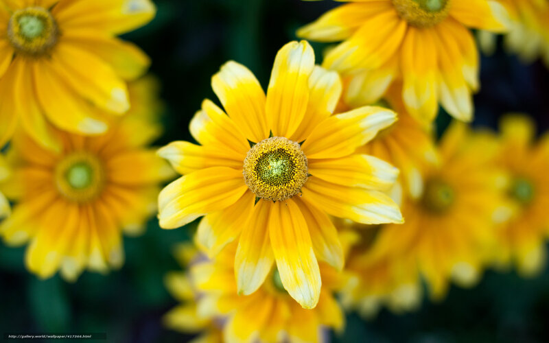 Yellow Coneflower Blooms — Calm, Afternoon