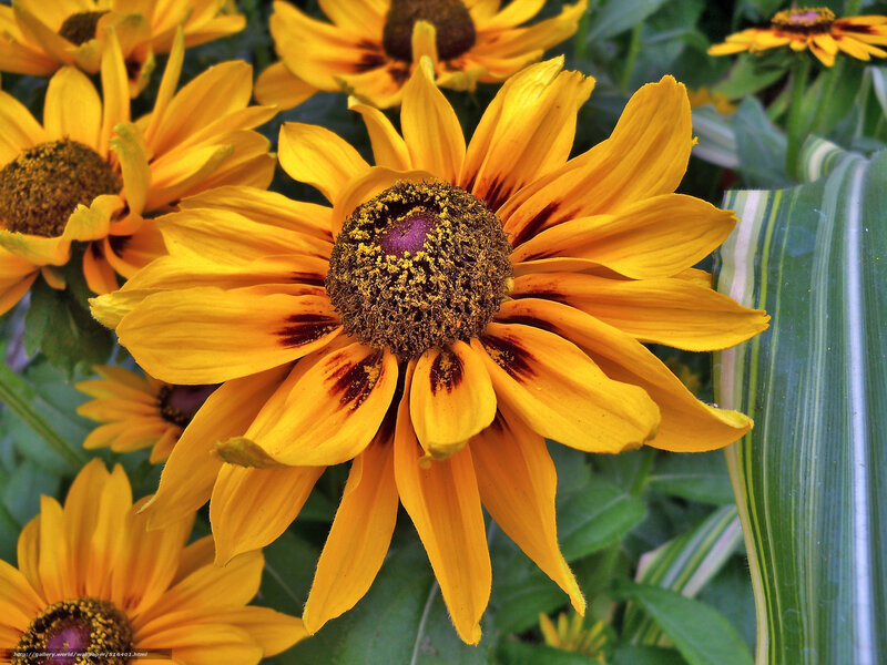 Yellow Coneflower Blooms — Natural