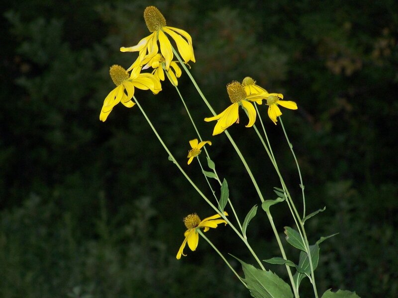 Yellow Coneflower Blooms