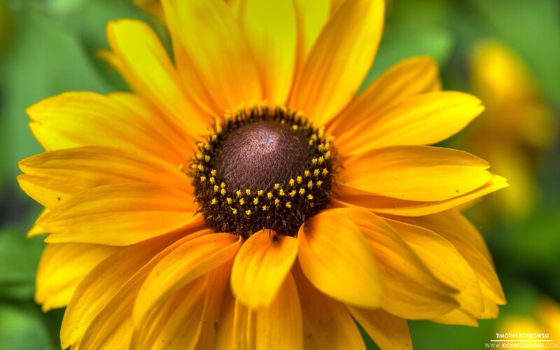 Yellow Coneflower — Calm, Afternoon